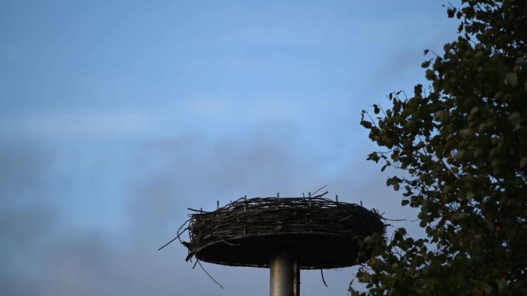 Tønder Flyvende punktum for rekordår: Sidste stork har slukket og lukket
