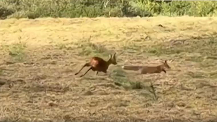 Samfund Naturvejleder om video: - Det er barskt i den vilde natur